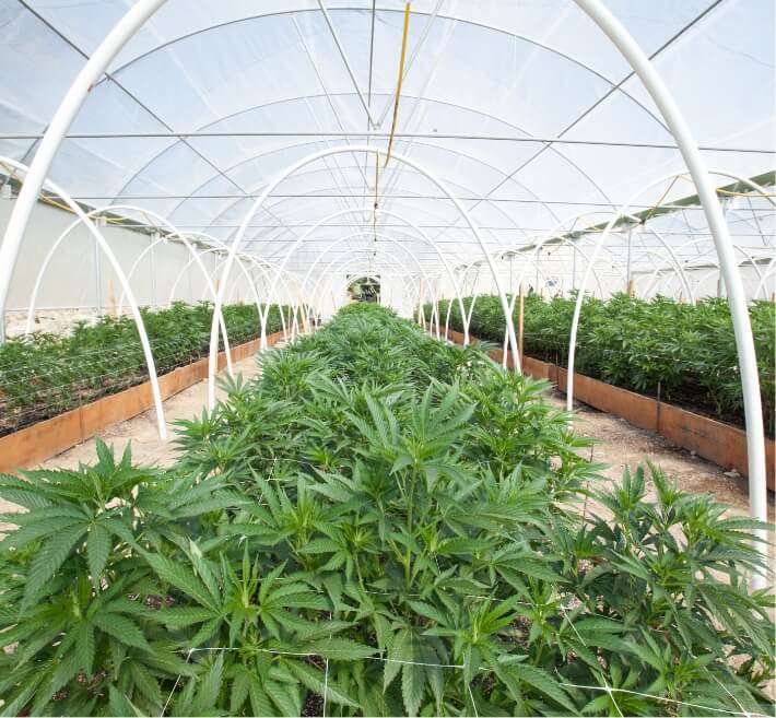 Cannabis greenhouse